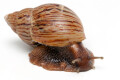 Lissachatina craveni adult